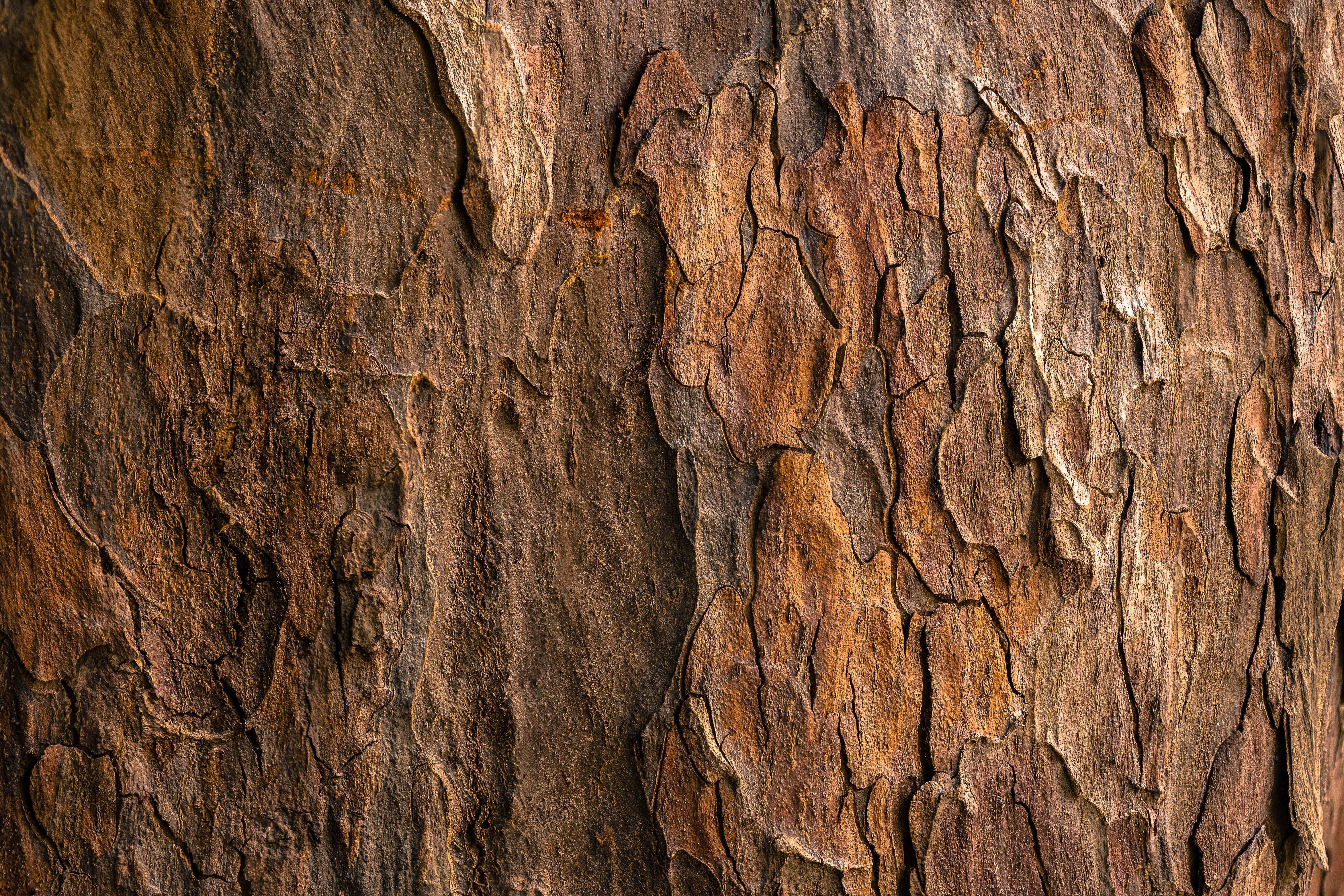 tree bark