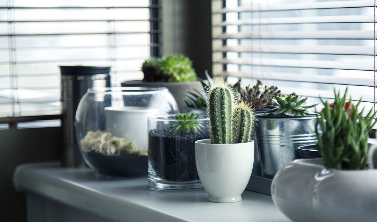 pots, plants, cactus - Ditching Toxic Cleaners