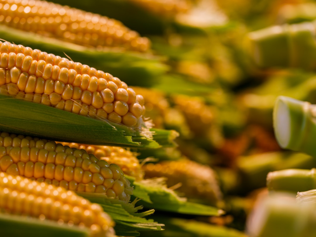 a close up of corn on the cob - Vitamin D and Mental Health