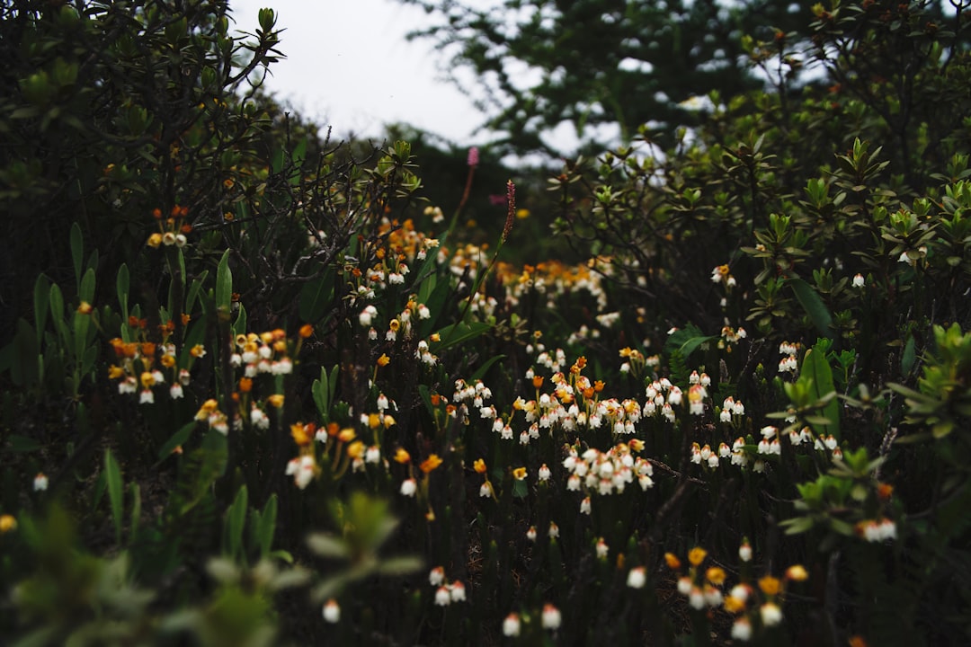 a field full of white and yellow flowers- Gut Health